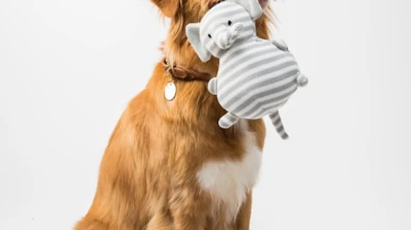 dog training session